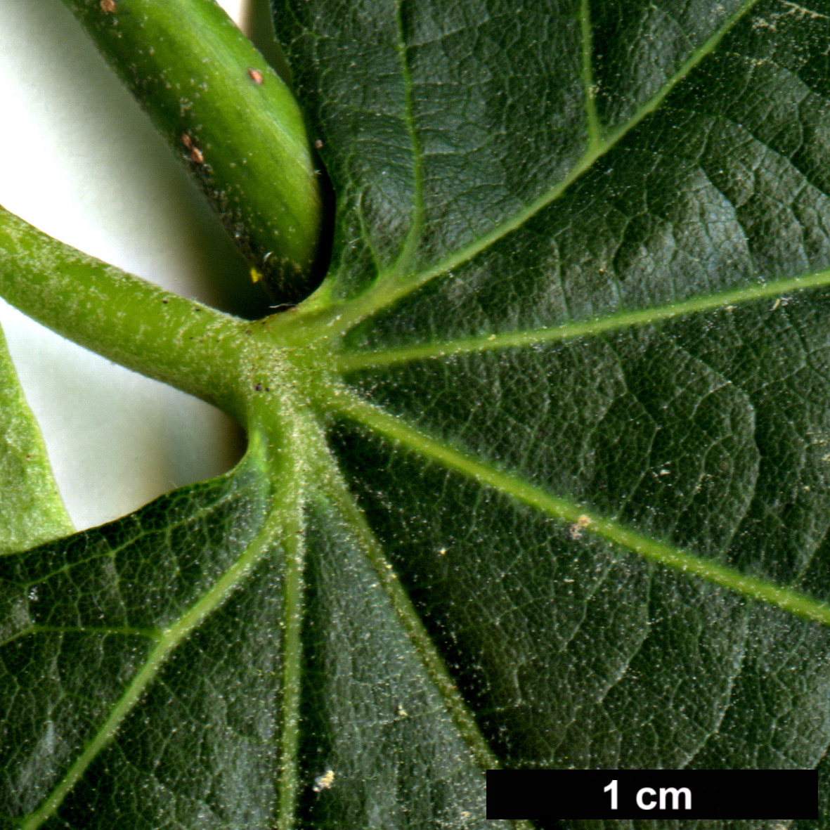 High resolution image: Family: Malvaceae - Genus: Tilia - Taxon: tomentosa - SpeciesSub: ‘Chelsea Sentinel’